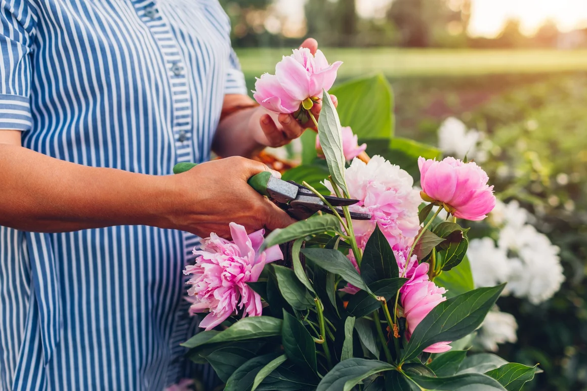 Person schneidet Pfingstrosen mit Gartenschere